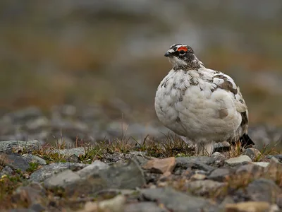 Svalbard rype