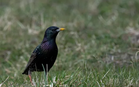 Stær