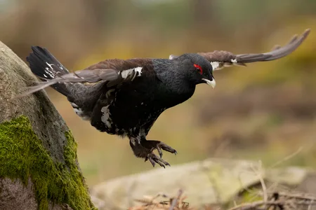 Tjur