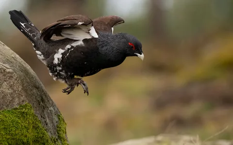 Tjur