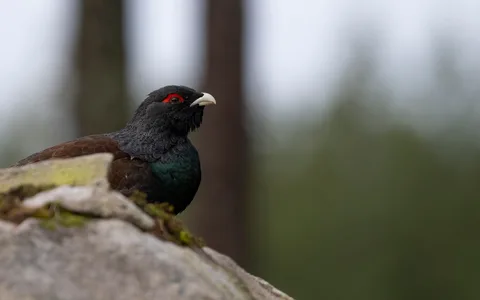 Tjur
