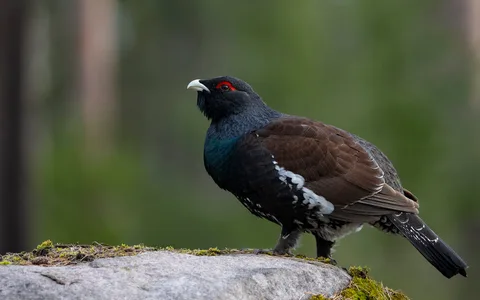 Tjur
