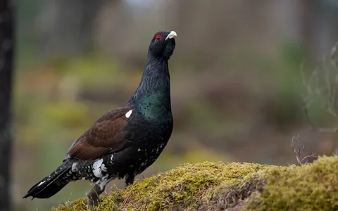 Tjur