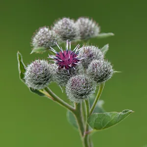 Natur