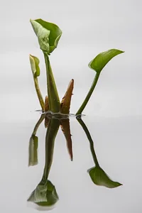 Natur