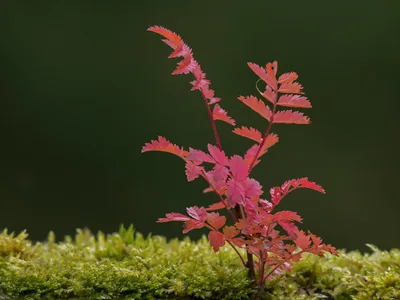 Natur