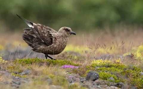 Storkjove