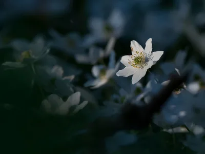 Natur