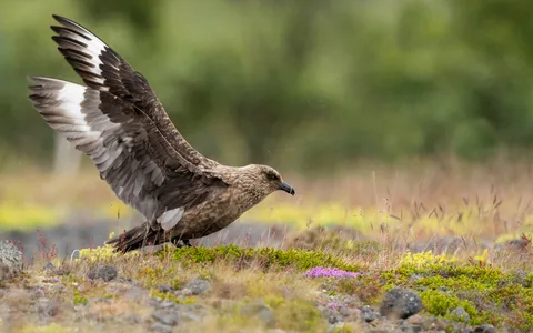 Storkjove