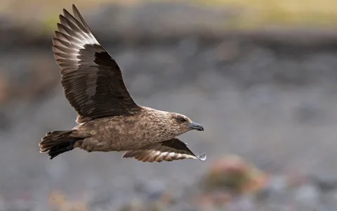 Storkjove