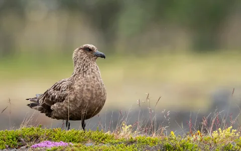 Storkjove
