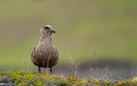 Storkjove