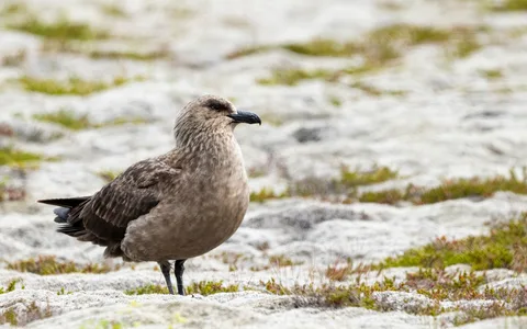Storkjove