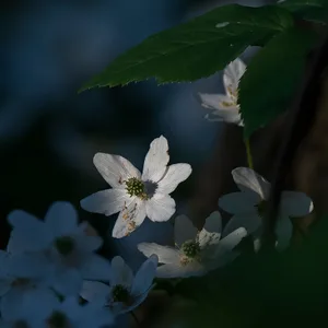 Natur