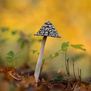 Natur