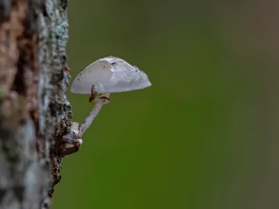 Natur