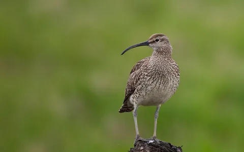 Småspove