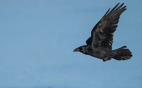 Ravn