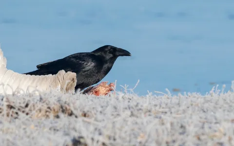 Ravn