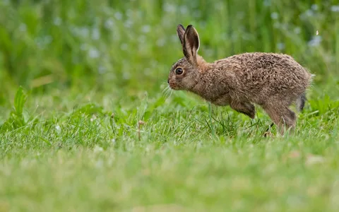 Hare