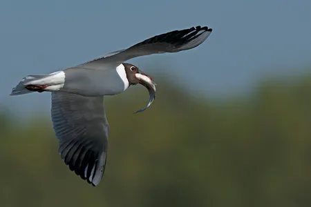 Hættemåge