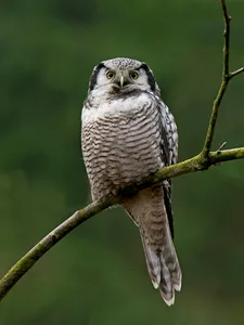 Høgeugle