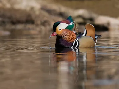 Mandarinand