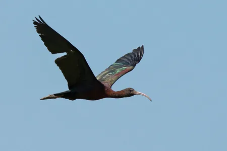 Sort Ibis