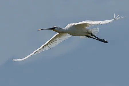Skestork