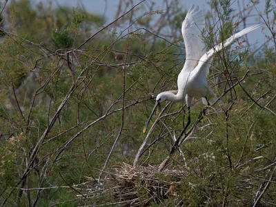 Skestork