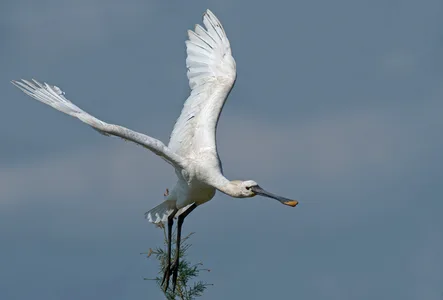 Skestork