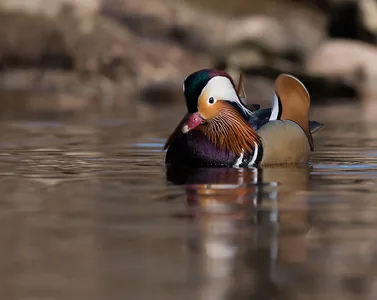 Mandarinand