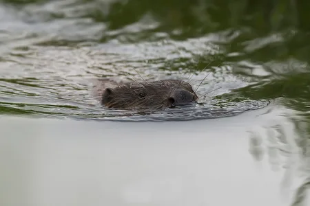 Bæver