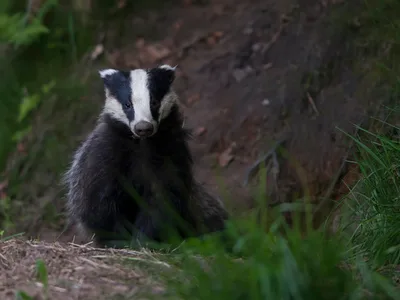 Grævling