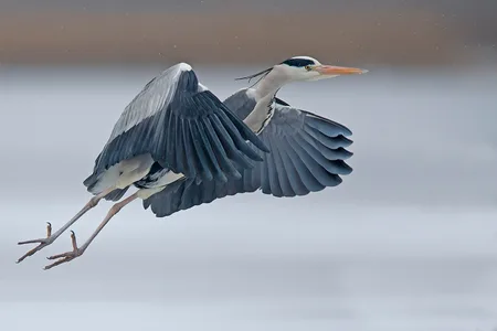Fiskehejre