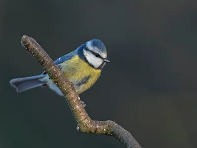Blåmejse