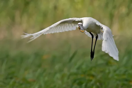 Skestork