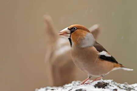 Kernebider