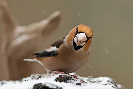 Kernebider
