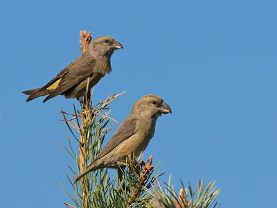 Korsnæb