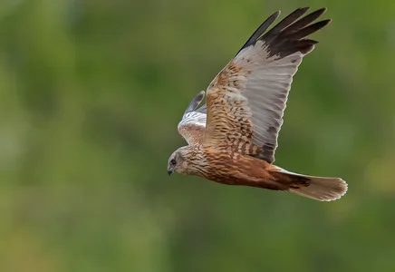 Rørhøg