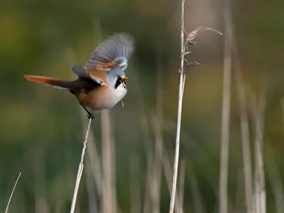 Skægmejse
