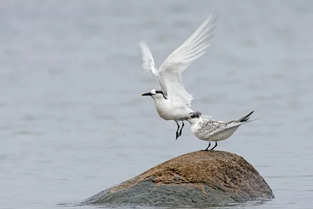 Splitterne