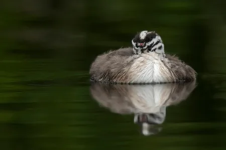 Toppet lappedykker