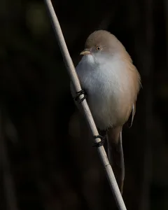 Skægmejse