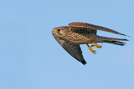 Tårnfalk