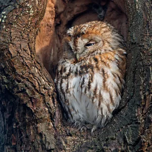Natugle
