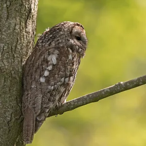 Natugle