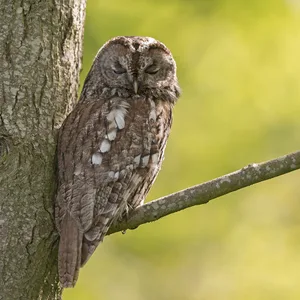 Natugle