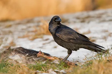 Ravn